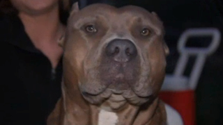 Pit Bulls Get Good PR After Pit Bull Saves Woman from House Fire